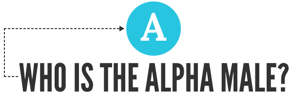 Who-is-the-Alpha-Male-title-compressor.gif
